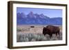 A Bison in a Meadow with the Teton Mountain Range as a Backdrop, Grand Teton National Park, Wyoming-Adam Barker-Framed Photographic Print