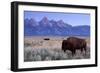 A Bison in a Meadow with the Teton Mountain Range as a Backdrop, Grand Teton National Park, Wyoming-Adam Barker-Framed Photographic Print