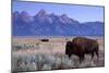 A Bison in a Meadow with the Teton Mountain Range as a Backdrop, Grand Teton National Park, Wyoming-Adam Barker-Mounted Photographic Print