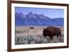 A Bison in a Meadow with the Teton Mountain Range as a Backdrop, Grand Teton National Park, Wyoming-Adam Barker-Framed Photographic Print