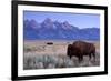 A Bison in a Meadow with the Teton Mountain Range as a Backdrop, Grand Teton National Park, Wyoming-Adam Barker-Framed Photographic Print