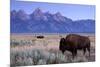 A Bison in a Meadow with the Teton Mountain Range as a Backdrop, Grand Teton National Park, Wyoming-Adam Barker-Mounted Photographic Print