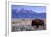 A Bison in a Meadow with the Teton Mountain Range as a Backdrop, Grand Teton National Park, Wyoming-Adam Barker-Framed Photographic Print