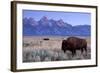 A Bison in a Meadow with the Teton Mountain Range as a Backdrop, Grand Teton National Park, Wyoming-Adam Barker-Framed Photographic Print