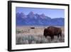 A Bison in a Meadow with the Teton Mountain Range as a Backdrop, Grand Teton National Park, Wyoming-Adam Barker-Framed Photographic Print