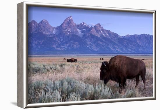 A Bison in a Meadow with the Teton Mountain Range as a Backdrop, Grand Teton National Park, Wyoming-Adam Barker-Framed Photographic Print