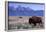 A Bison in a Meadow with the Teton Mountain Range as a Backdrop, Grand Teton National Park, Wyoming-Adam Barker-Framed Photographic Print