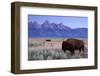 A Bison in a Meadow with the Teton Mountain Range as a Backdrop, Grand Teton National Park, Wyoming-Adam Barker-Framed Photographic Print