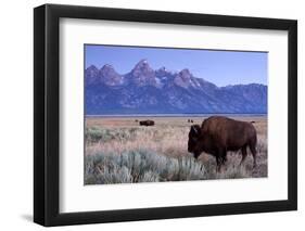 A Bison in a Meadow with the Teton Mountain Range as a Backdrop, Grand Teton National Park, Wyoming-Adam Barker-Framed Photographic Print