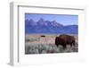 A Bison in a Meadow with the Teton Mountain Range as a Backdrop, Grand Teton National Park, Wyoming-Adam Barker-Framed Photographic Print