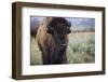 A Bison on the Antelope Flats of Grand Teton National Park, Wyoming-Jason J. Hatfield-Framed Photographic Print