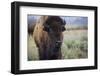 A Bison on the Antelope Flats of Grand Teton National Park, Wyoming-Jason J. Hatfield-Framed Photographic Print