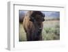 A Bison on the Antelope Flats of Grand Teton National Park, Wyoming-Jason J. Hatfield-Framed Photographic Print