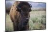 A Bison on the Antelope Flats of Grand Teton National Park, Wyoming-Jason J. Hatfield-Mounted Photographic Print