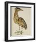 A Bittern-Christopher Atkinson-Framed Giclee Print