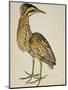 A Bittern-Christopher Atkinson-Mounted Giclee Print