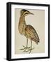 A Bittern-Christopher Atkinson-Framed Giclee Print