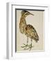 A Bittern-Christopher Atkinson-Framed Giclee Print