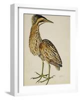 A Bittern-Christopher Atkinson-Framed Giclee Print