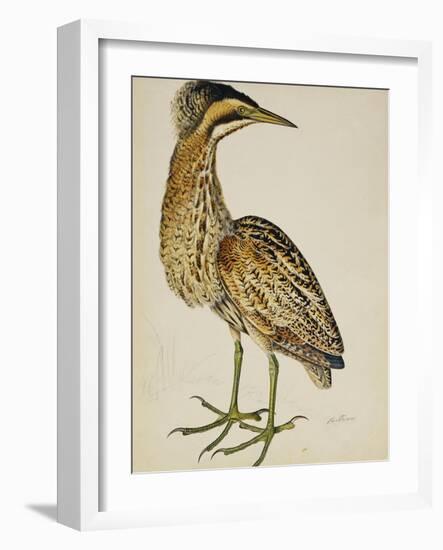 A Bittern-Christopher Atkinson-Framed Giclee Print