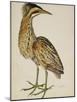 A Bittern-Christopher Atkinson-Mounted Giclee Print