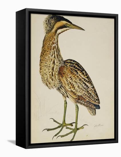 A Bittern-Christopher Atkinson-Framed Stretched Canvas