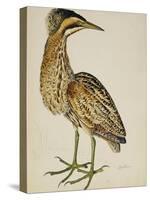 A Bittern-Christopher Atkinson-Stretched Canvas