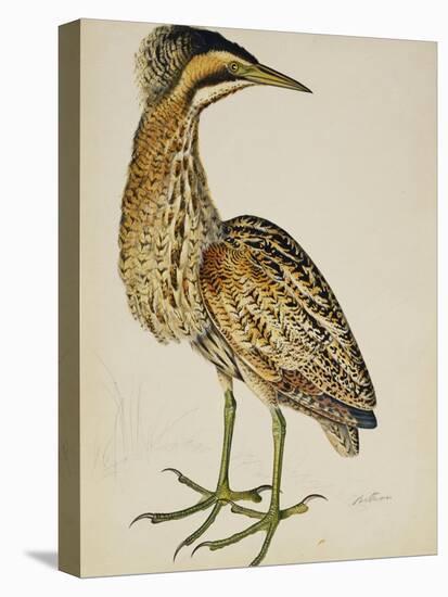 A Bittern-Christopher Atkinson-Stretched Canvas