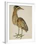 A Bittern-Christopher Atkinson-Framed Giclee Print