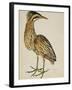 A Bittern-Christopher Atkinson-Framed Giclee Print