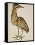 A Bittern-Christopher Atkinson-Framed Stretched Canvas