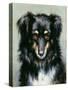 A Black and Tan Collie, 1890-Robert Morley-Stretched Canvas