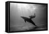 A Black and White Image of a Bottlenose Dolphin and Snorkeller Interacting Contre-Jour-Paul Springett-Framed Stretched Canvas