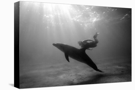 A Black and White Image of a Bottlenose Dolphin and Snorkeller Interacting Contre-Jour-Paul Springett-Stretched Canvas