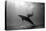A Black and White Image of a Bottlenose Dolphin and Snorkeller Interacting Contre-Jour-Paul Springett-Stretched Canvas