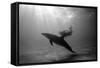 A Black and White Image of a Bottlenose Dolphin and Snorkeller Interacting Contre-Jour-Paul Springett-Framed Stretched Canvas