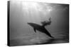 A Black and White Image of a Bottlenose Dolphin and Snorkeller Interacting Contre-Jour-Paul Springett-Stretched Canvas