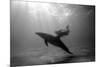 A Black and White Image of a Bottlenose Dolphin and Snorkeller Interacting Contre-Jour-Paul Springett-Mounted Photographic Print