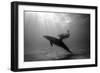 A Black and White Image of a Bottlenose Dolphin and Snorkeller Interacting Contre-Jour-Paul Springett-Framed Photographic Print