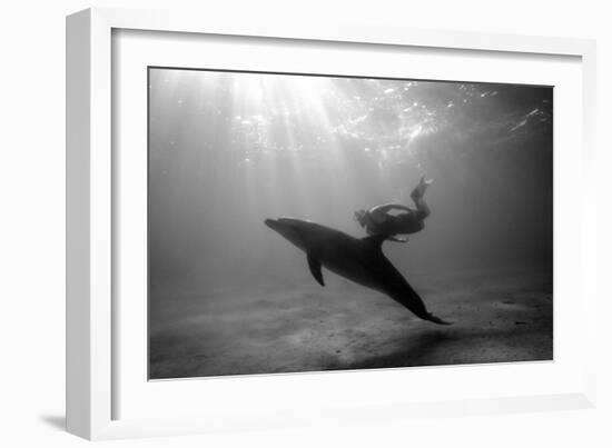 A Black and White Image of a Bottlenose Dolphin and Snorkeller Interacting Contre-Jour-Paul Springett-Framed Photographic Print