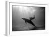 A Black and White Image of a Bottlenose Dolphin and Snorkeller Interacting Contre-Jour-Paul Springett-Framed Photographic Print