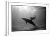 A Black and White Image of a Bottlenose Dolphin and Snorkeller Interacting Contre-Jour-Paul Springett-Framed Photographic Print