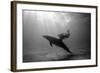 A Black and White Image of a Bottlenose Dolphin and Snorkeller Interacting Contre-Jour-Paul Springett-Framed Photographic Print