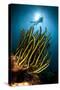 A Black and Yellow Crinoid with Diver and Sunburst in Background-null-Stretched Canvas