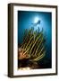 A Black and Yellow Crinoid with Diver and Sunburst in Background-null-Framed Photographic Print