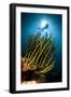 A Black and Yellow Crinoid with Diver and Sunburst in Background-null-Framed Photographic Print