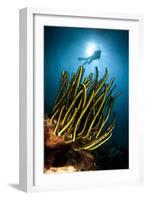 A Black and Yellow Crinoid with Diver and Sunburst in Background-null-Framed Photographic Print