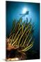 A Black and Yellow Crinoid with Diver and Sunburst in Background-null-Mounted Photographic Print