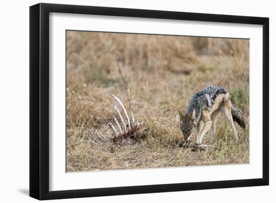 A black-backed jackal (Canis mesomelas) feeding on a carcass, Botswana, Africa-Sergio Pitamitz-Framed Photographic Print