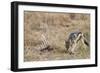 A black-backed jackal (Canis mesomelas) feeding on a carcass, Botswana, Africa-Sergio Pitamitz-Framed Photographic Print